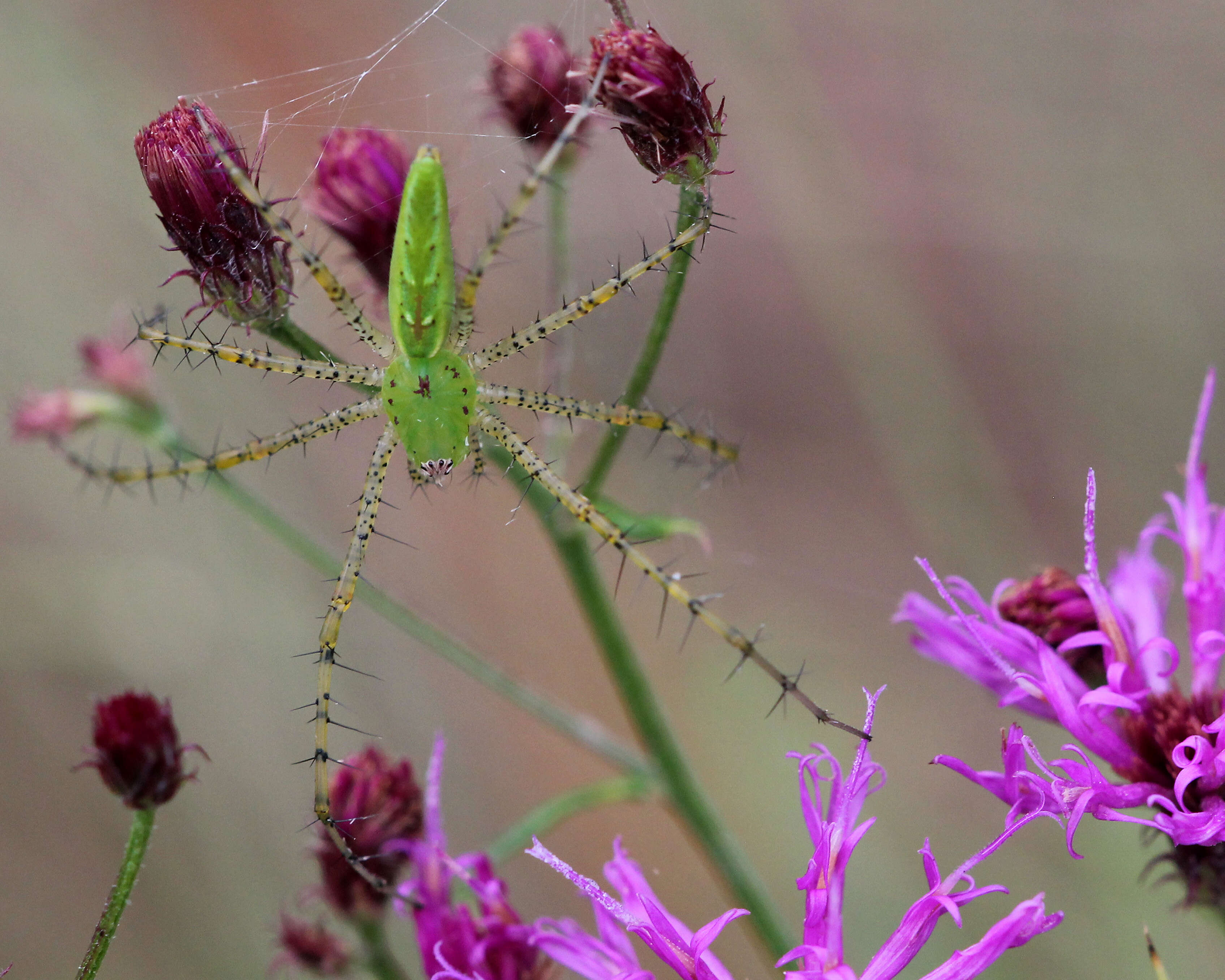 Image of Peucetia