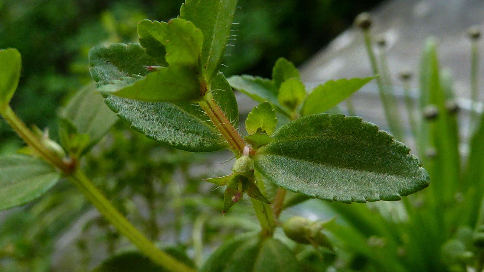 Image of Acisanthera hedyotidea (C. Presl) Triana