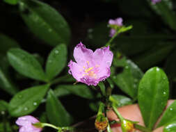 Image of Ceylon spinach