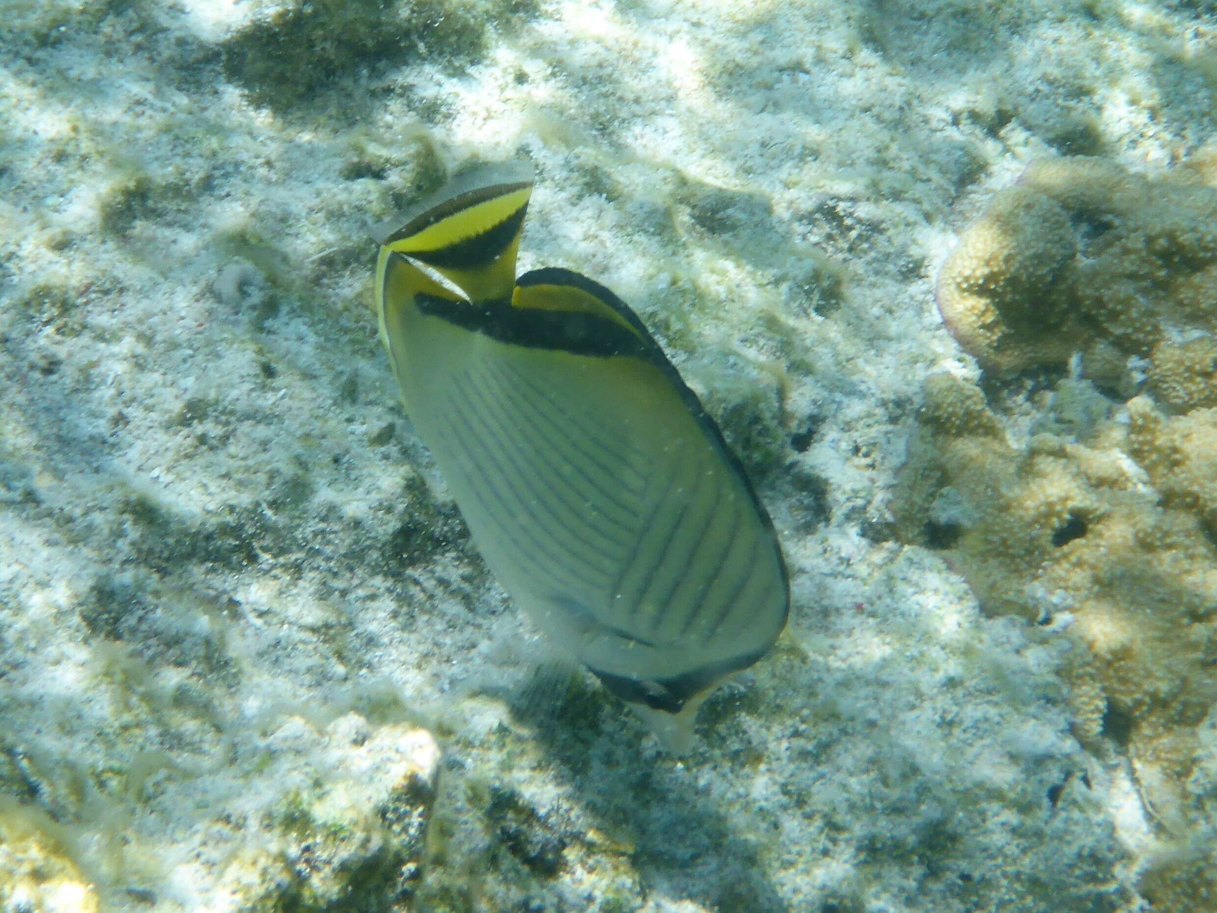 Image de Chétodon à vagabond