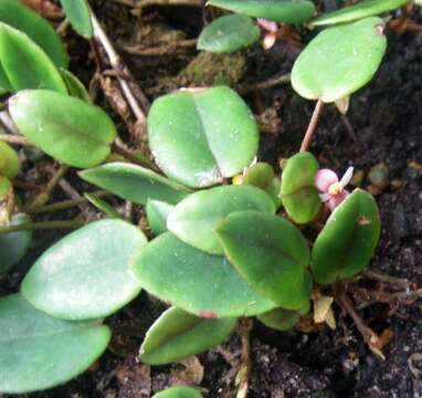 Image of Begonia elaeagnifolia Hook. fil.