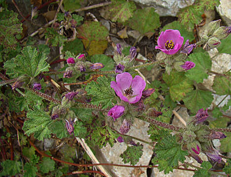 Image of Corynabutilon