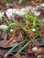 Image of yellow star of Bethlehem