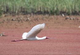 Image of Platalea Linnaeus 1758