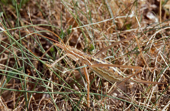 Image of Common Predatory Bush-cricket