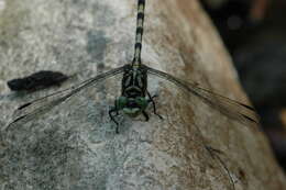 Image of Green-eyed Hooktail