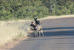 Imagem de Cão-caçador-africano