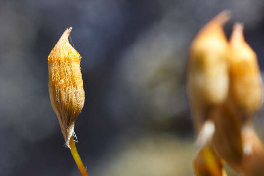 Слика од Pogonatum urnigerum Palisot de Beauvois 1805