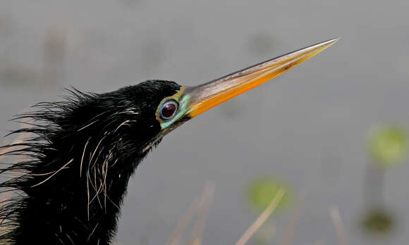 Image de Anhinga d'Amérique