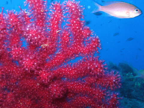 Image of chameleon sea fan