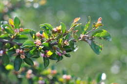 Image of cotoneaster