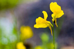 Image of horned bladderwort