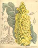 Sivun Verbascum longifolium Ten. kuva