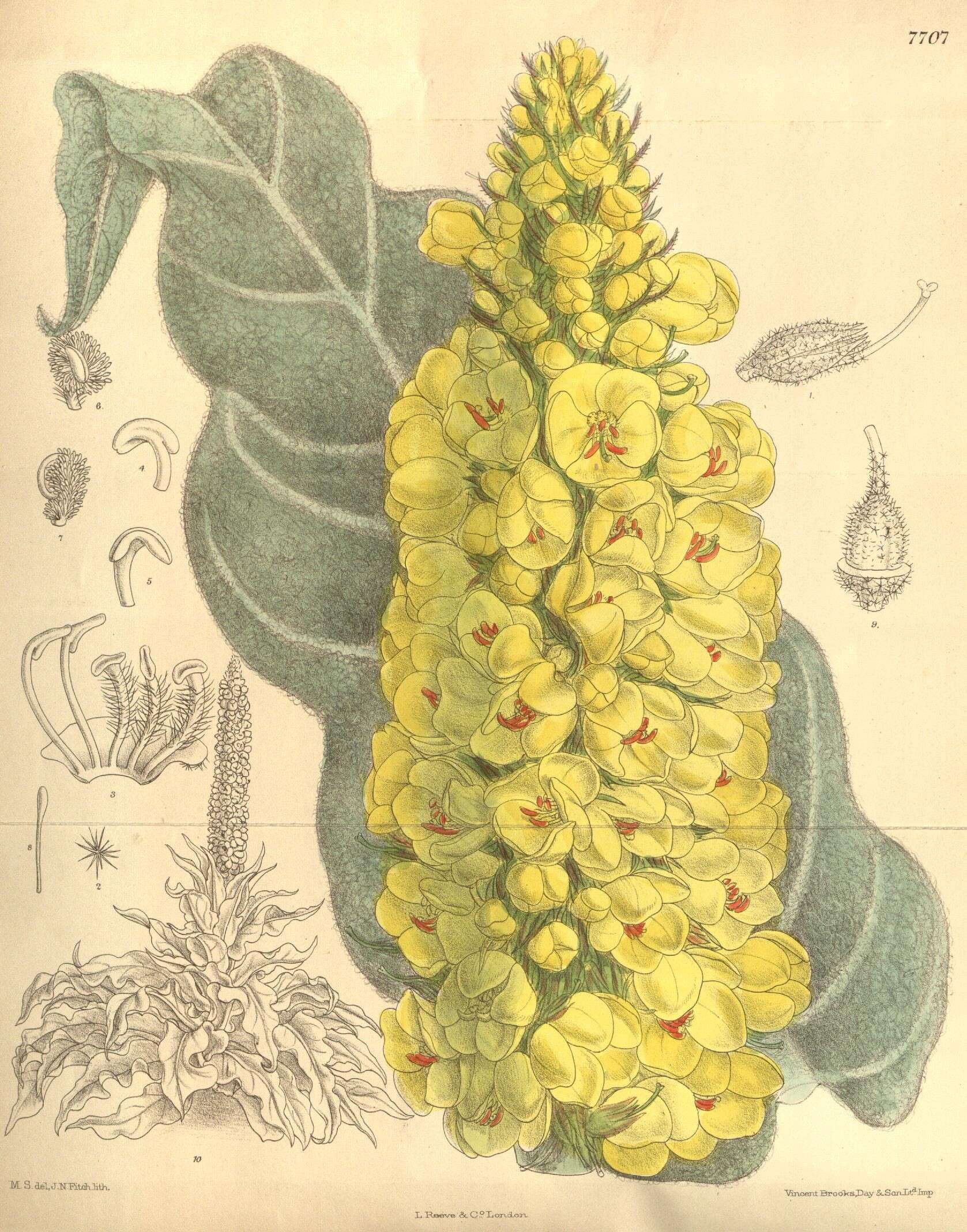 Sivun Verbascum longifolium Ten. kuva