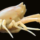 Image of granulose purse crab