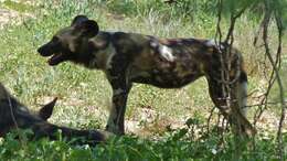 Imagem de Cão-caçador-africano