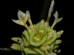 Image of Goeppertia vinosa (H. Kenn.) Borchs. & S. Suárez