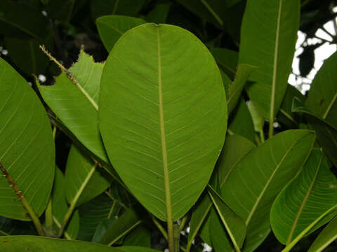 Image of Ficus insipida Willd.