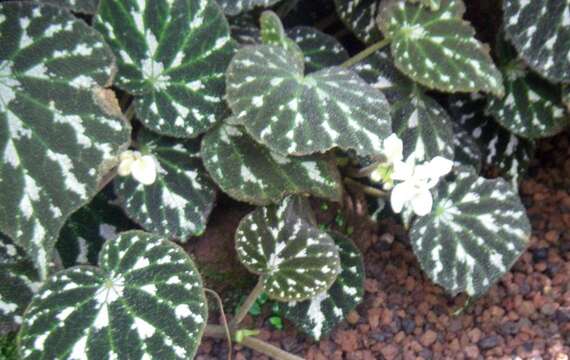 Image of Begonia pustulata Liebm.