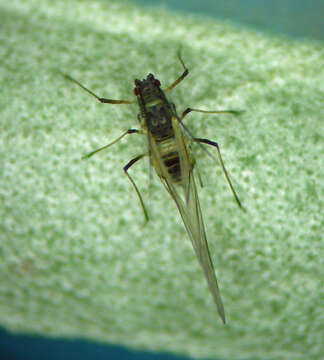 Image of Capitophorus