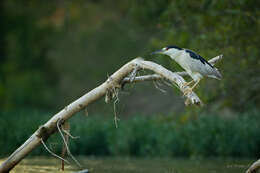 Image of Night Herons