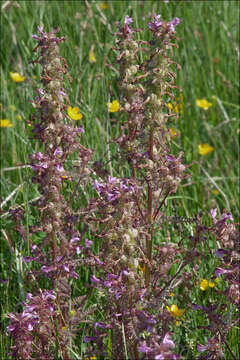 Image of European purple lousewort