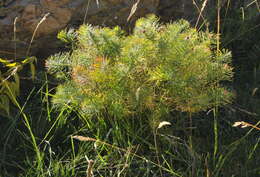 Слика од Euphorbia cyparissias L.