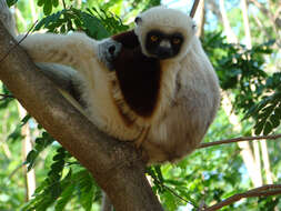 Image of Coquerel's Sifaka