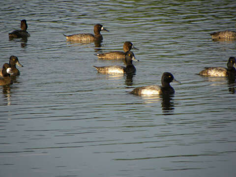 Image of Lesser Scaup