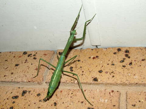 Image of Archimantis