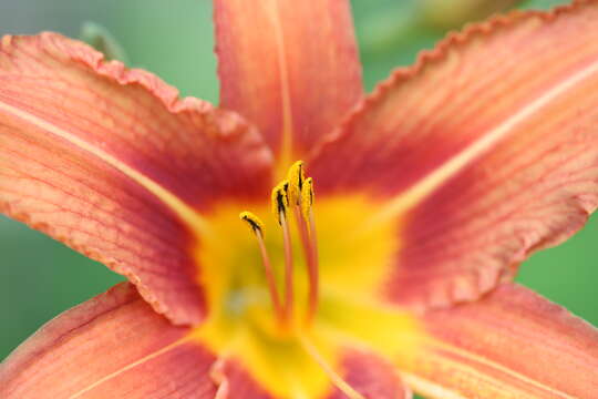 Image of Asiatic Lily