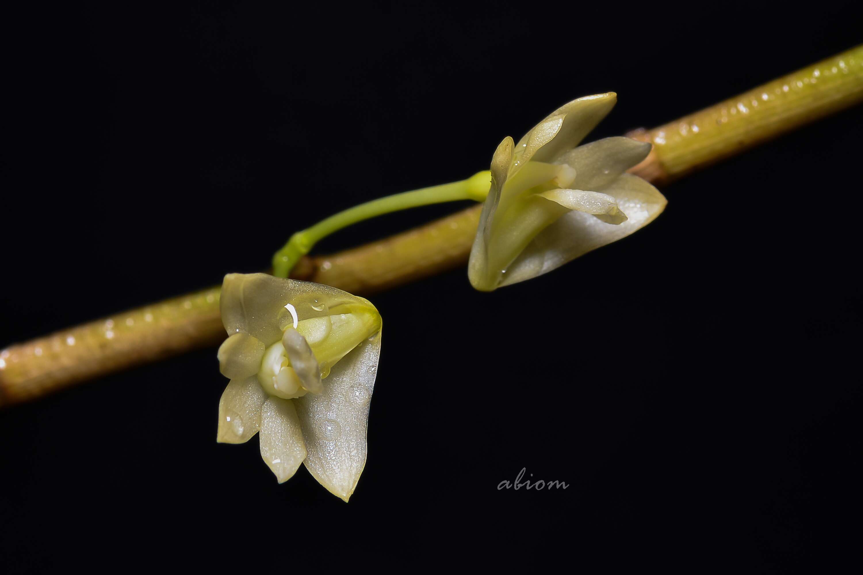Imagem de Dendrobium salaccense (Blume) Lindl.