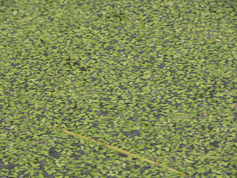 Image of Lesser Duckweed