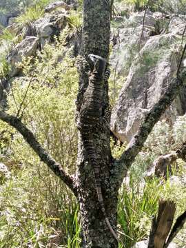 Image of Lace Monitor