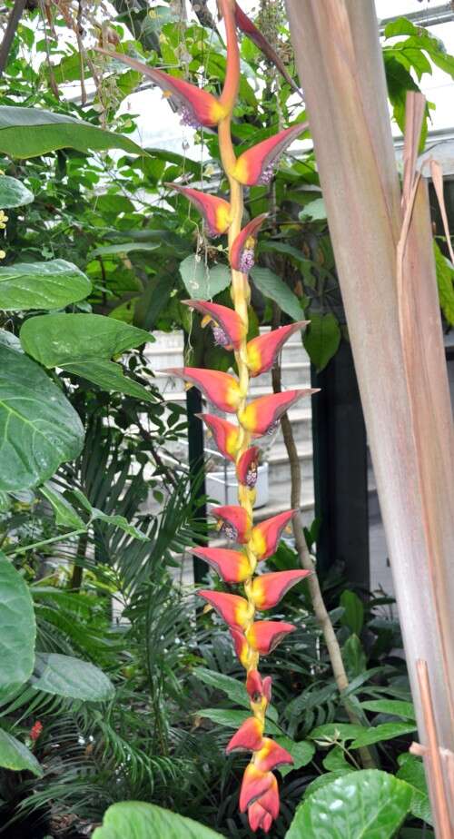 Image of Heliconia pogonantha Cufod.