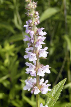 Image of Hairy Hedge-Nettle