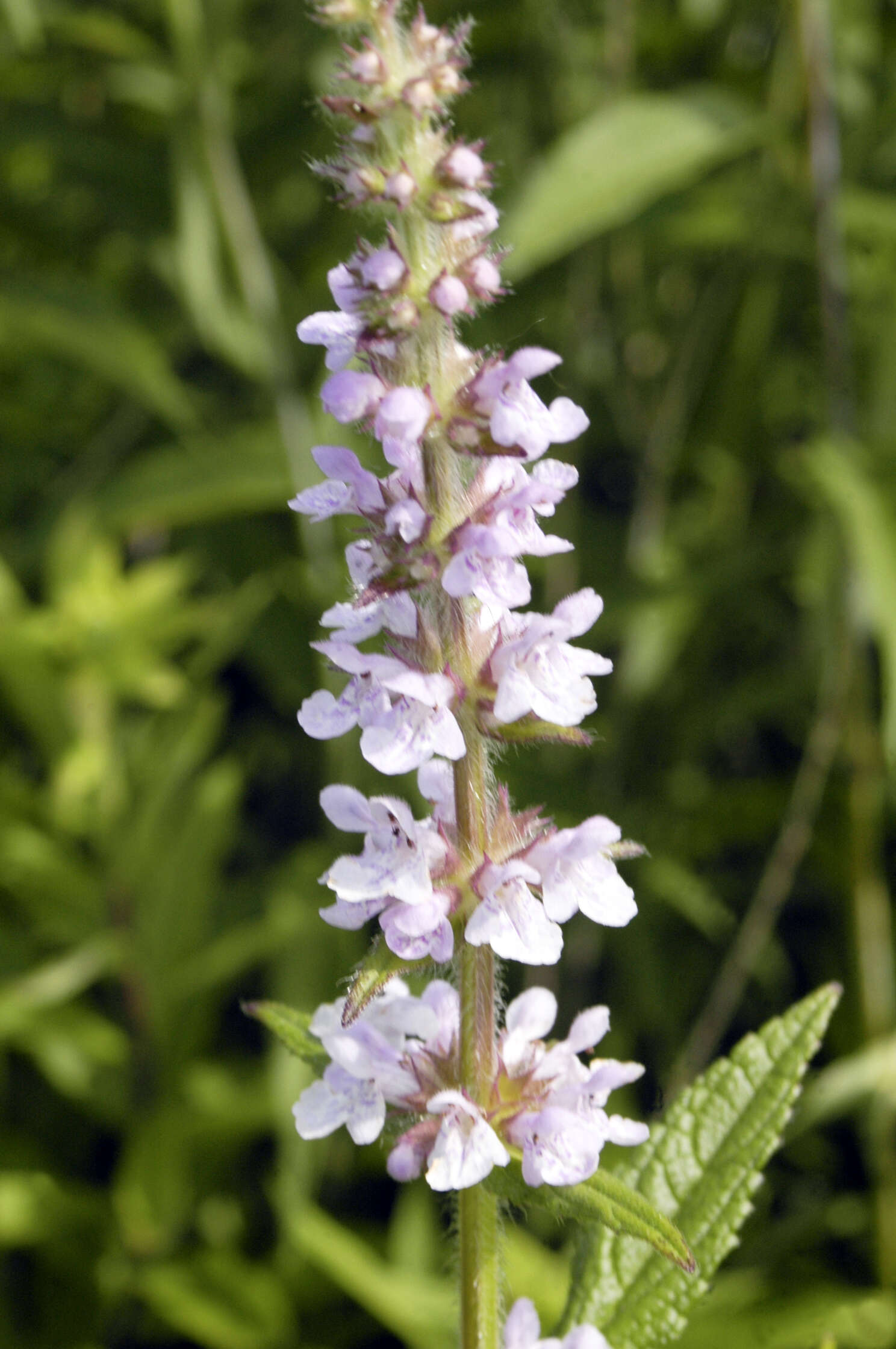 Слика од Stachys pilosa var. pilosa