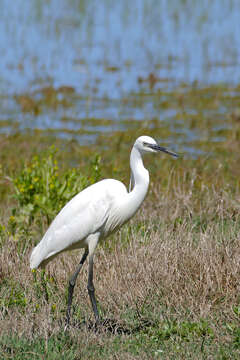 Image of Egretta Forster & T 1817