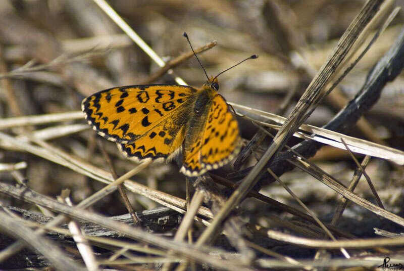 Plancia ëd Melitaea trivia Denis & Schiffermüller 1775