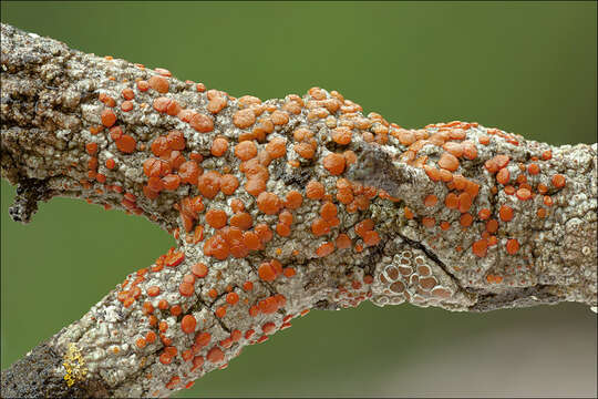 Image of orange lichen