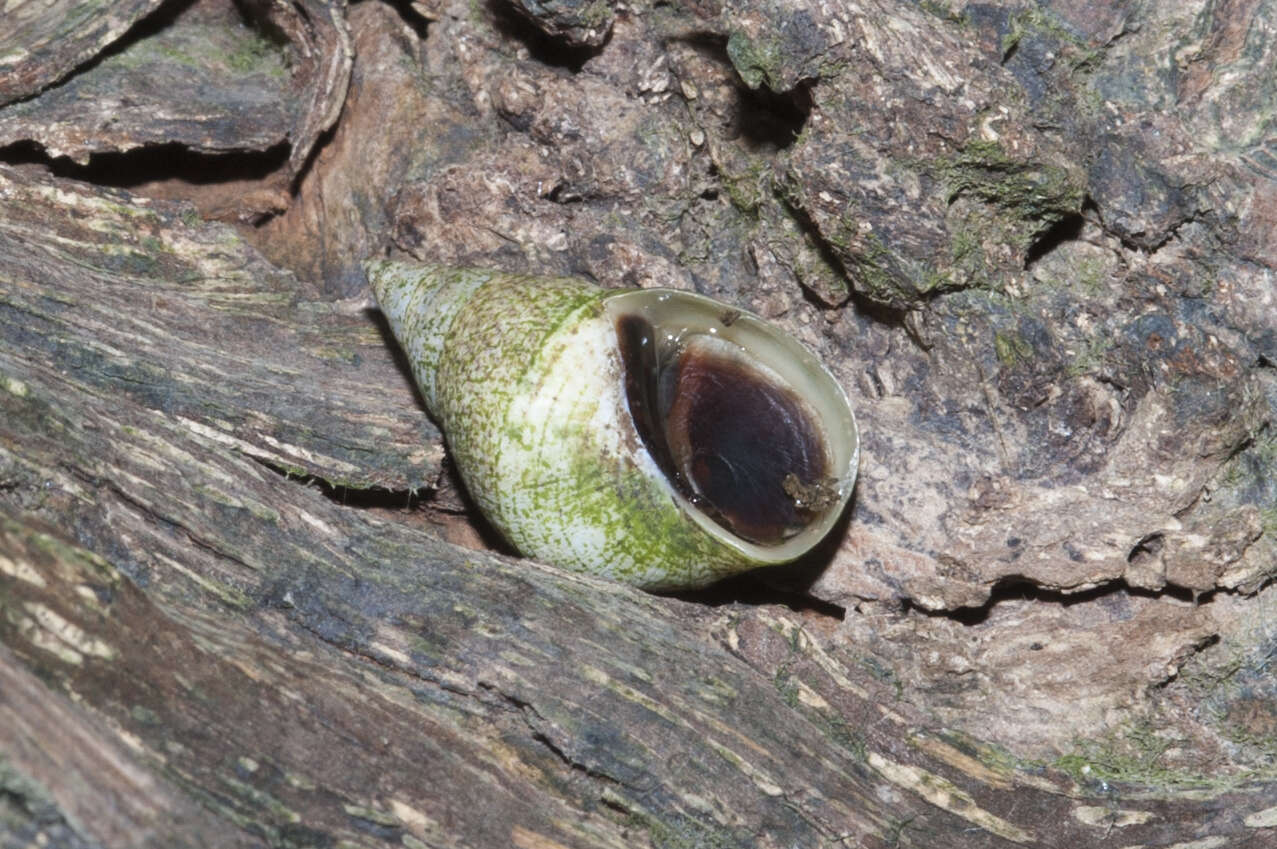 Image of Mangrove periwinkles