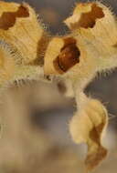 Image of white henbane