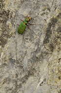 Image de Cicindela