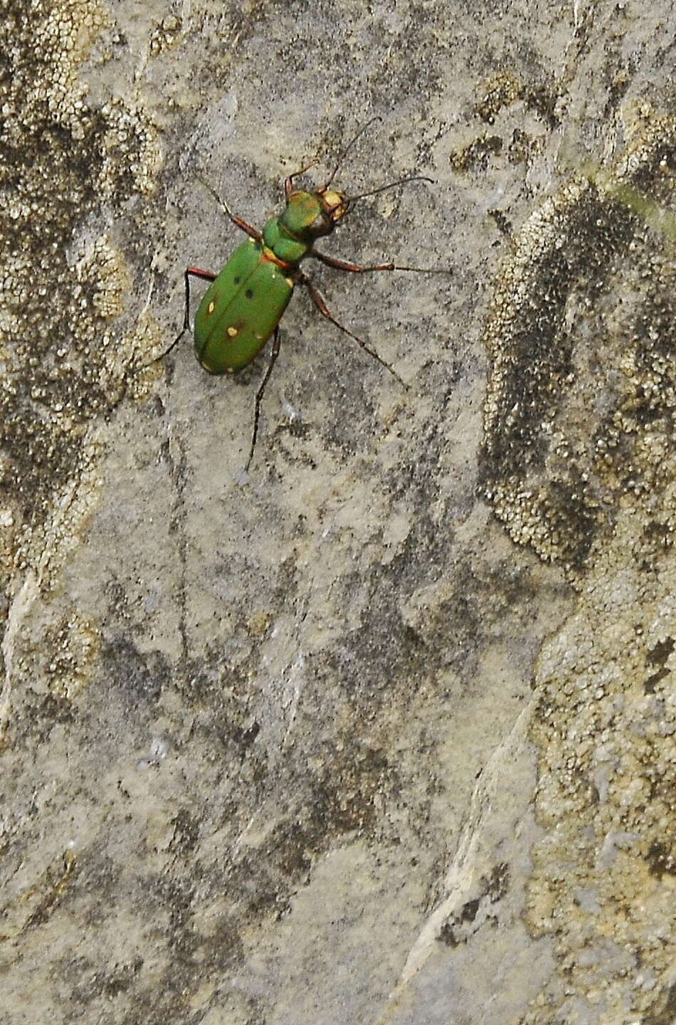 Image de Cicindela