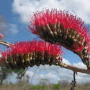 Image of Combretum holstii Engl.