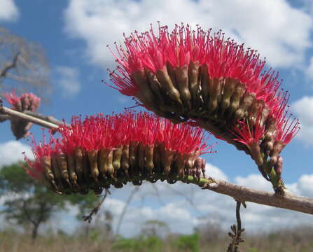 Image of Combretum holstii Engl.