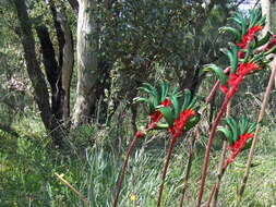 Image of Anigozanthos