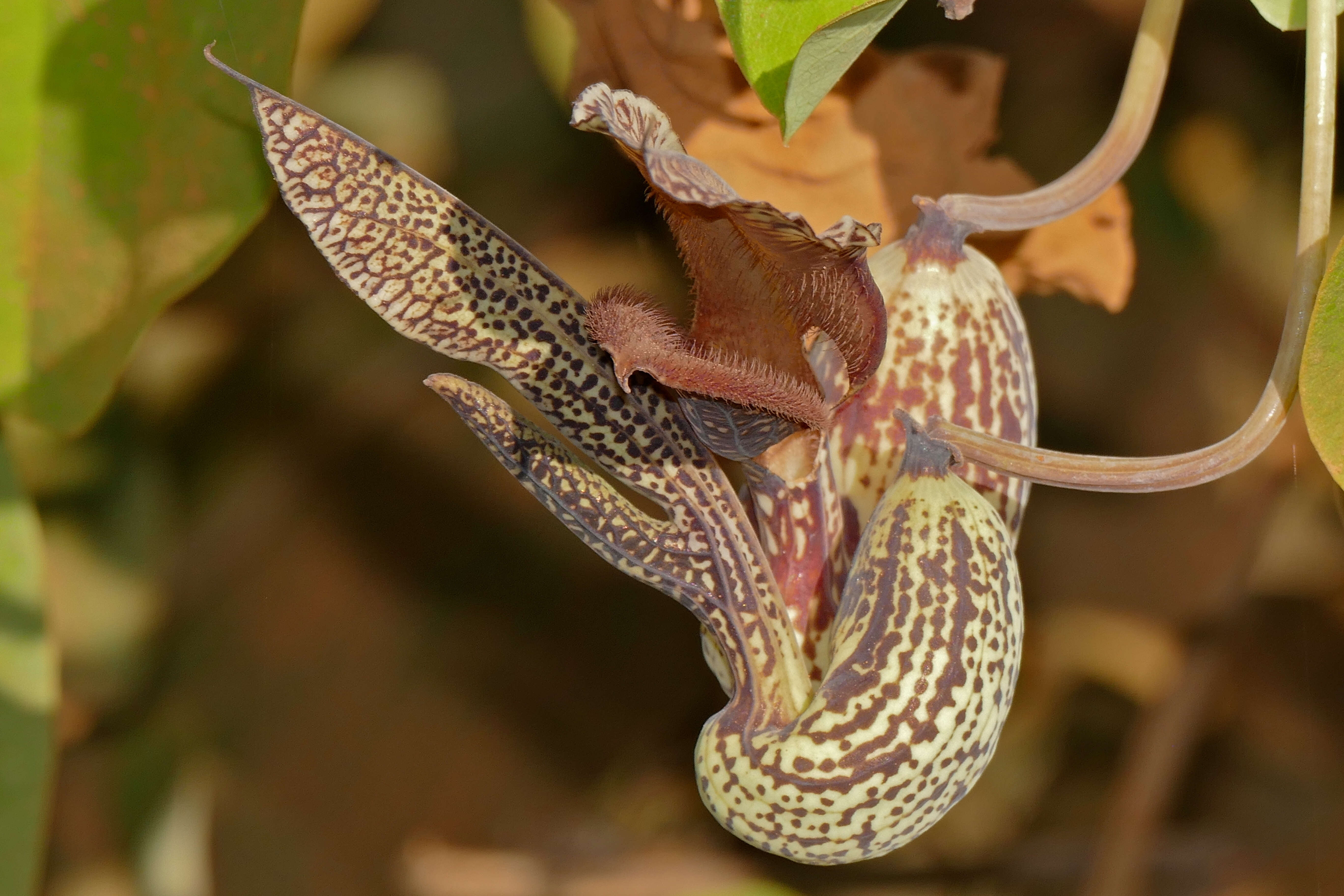 Image of Aristolochia esperanzae Kuntze