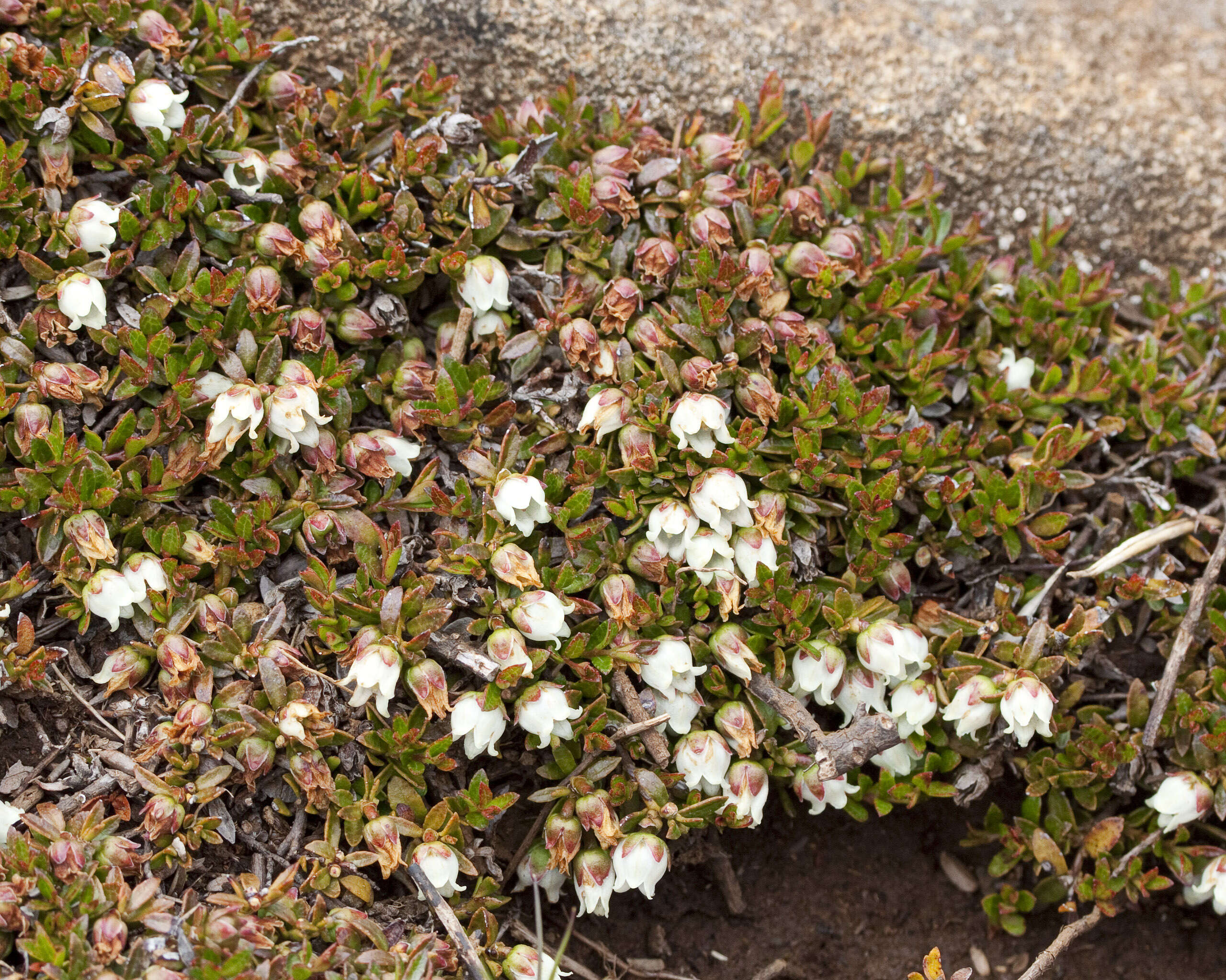 Image of Gaultheria tasmanica (Hook. fil.) D. J. Middleton