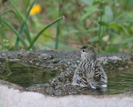 Image of Blackpoll Warbler